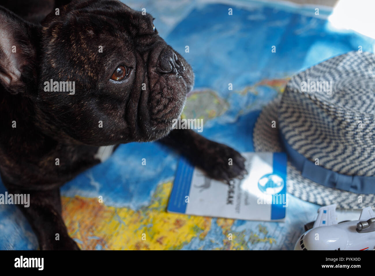French bulldog is thinking of Far-off Destinations Stock Photo