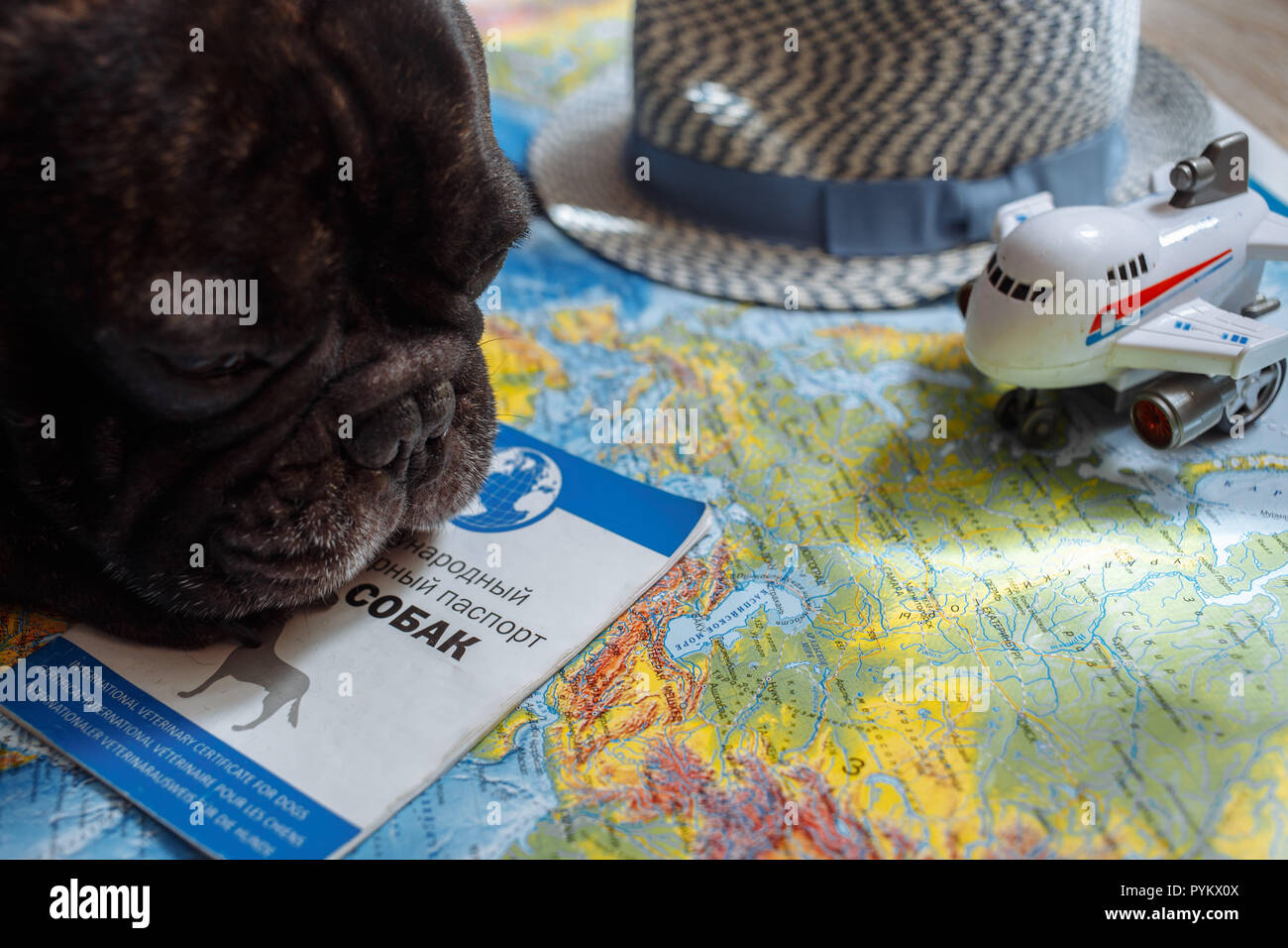 French bulldog is thinking of Far-off Destinations Stock Photo