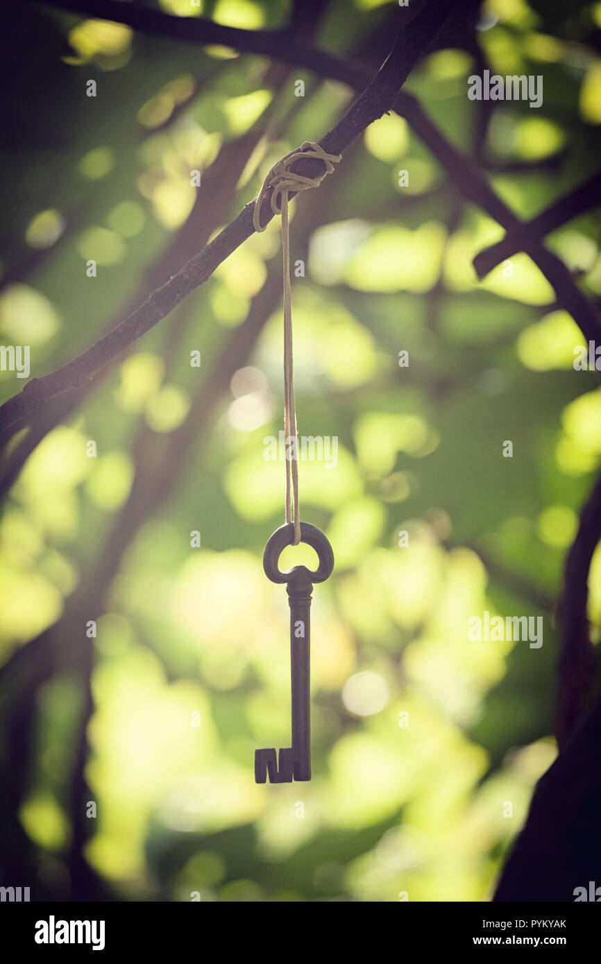 Ancient wrought iron key hanging between branches. Mysterious and