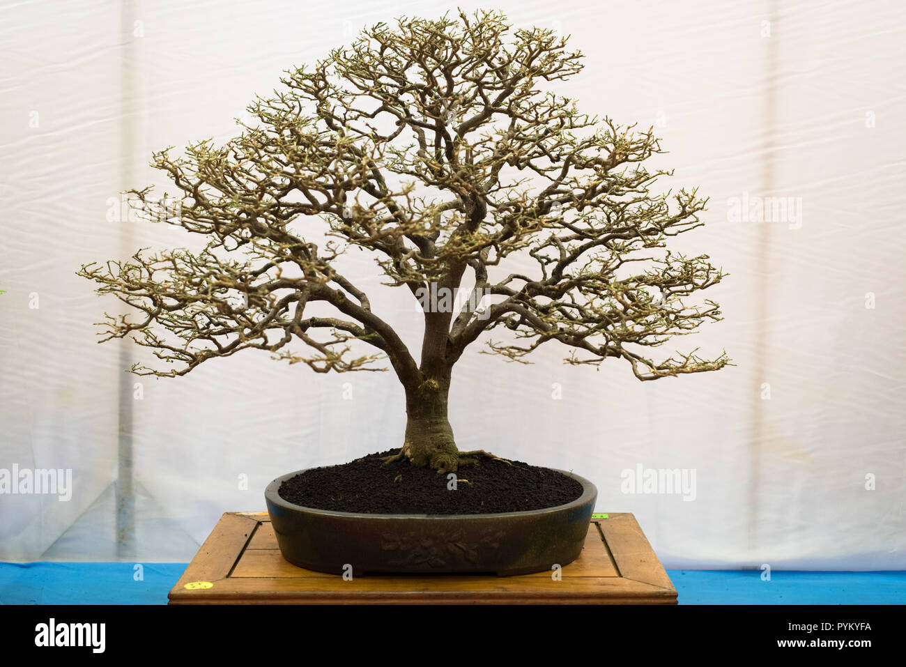 bonsai tree isolated on white background. Japanese TRAY PLANTING or
