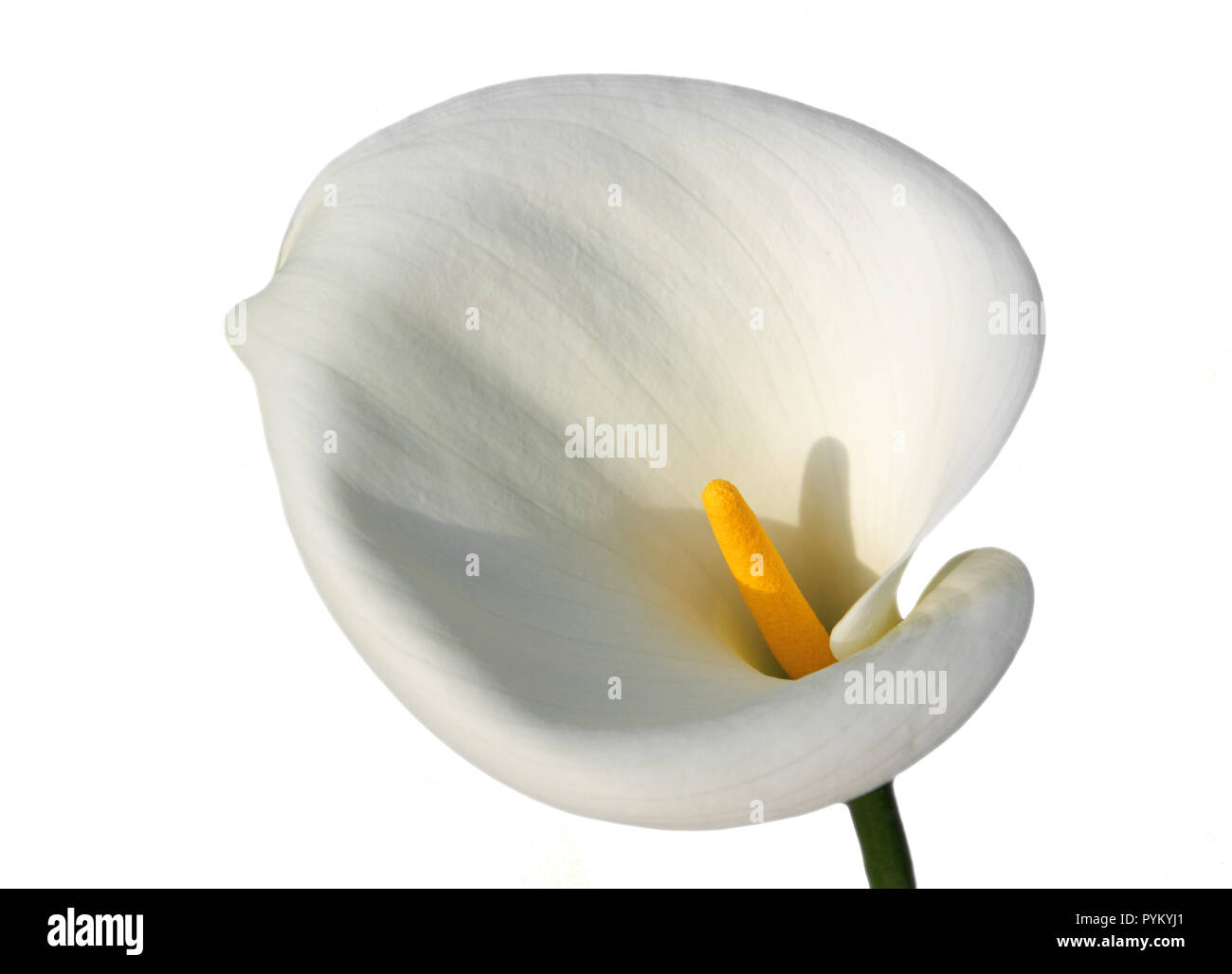 A single, white, Calla Lily isolated on a white background. Stock Photo