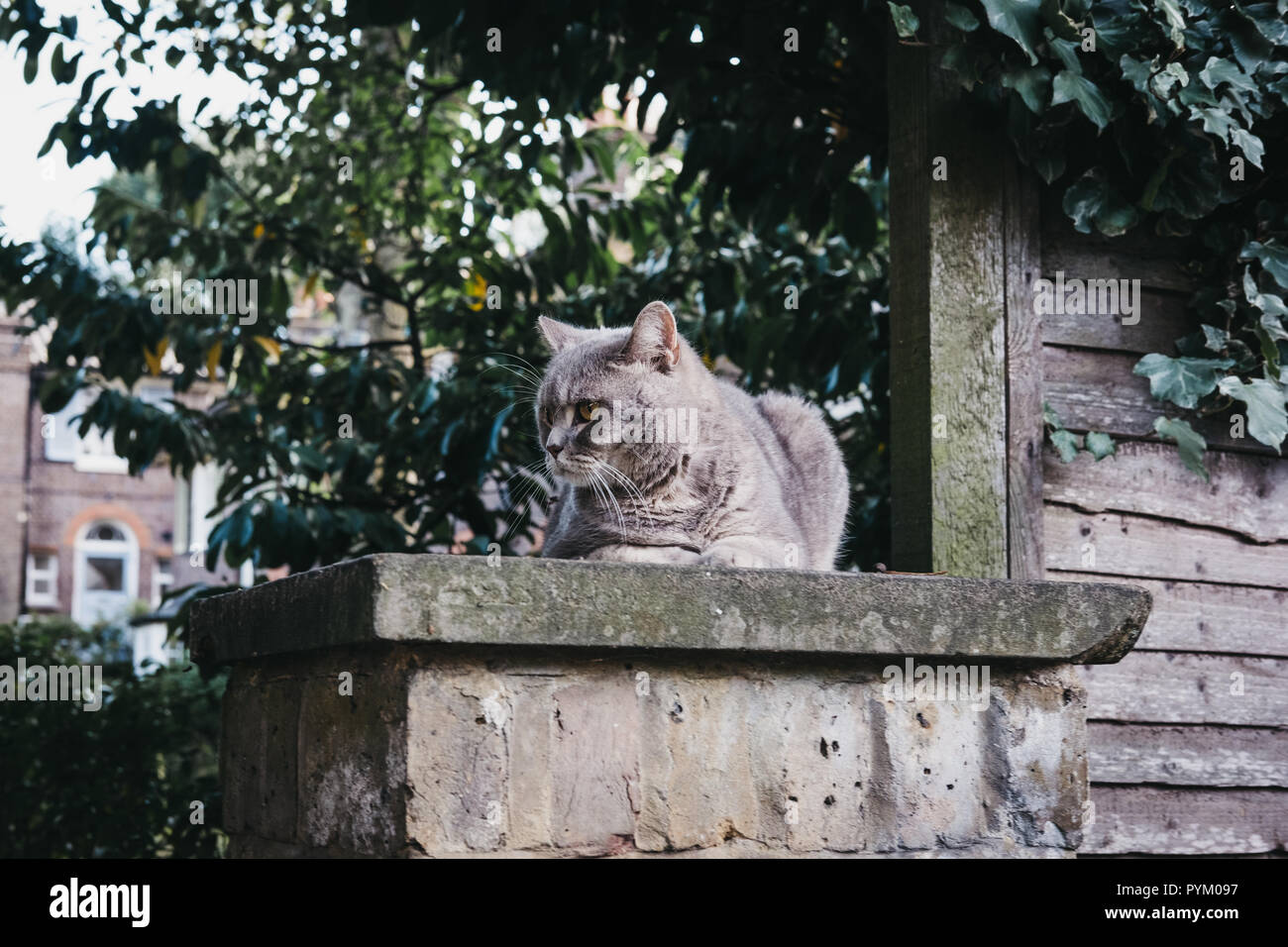Beautiful grey cat sitting on top of a fence looking to the side Stock ...