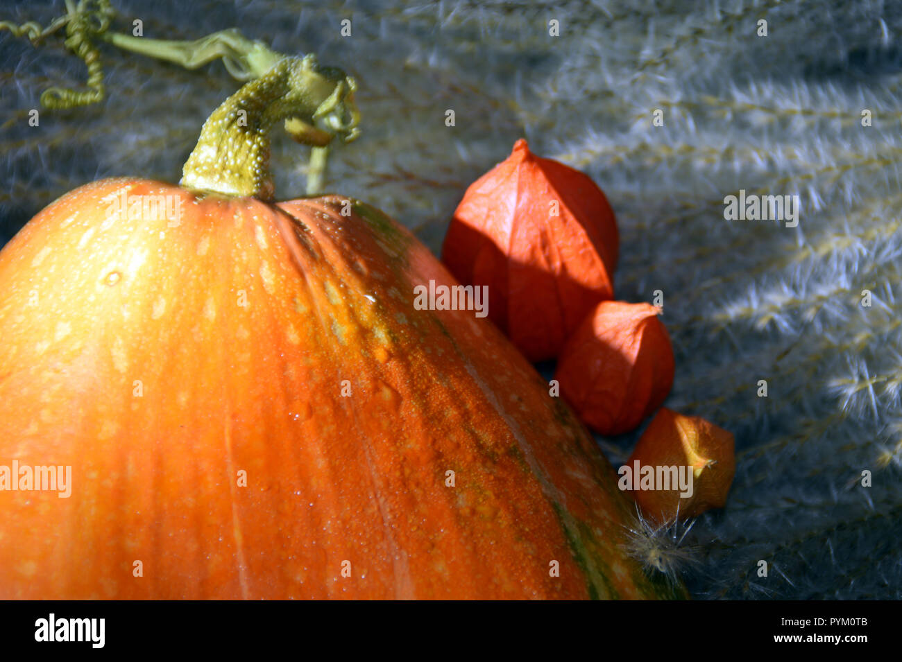 Autumn harvest - physalis flowers and orange pumpkin. Stock Photo