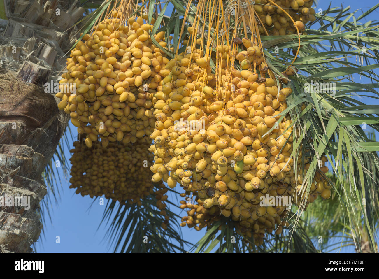 Ripe yellow fruits dates on date palm on the blue sky background Stock ...
