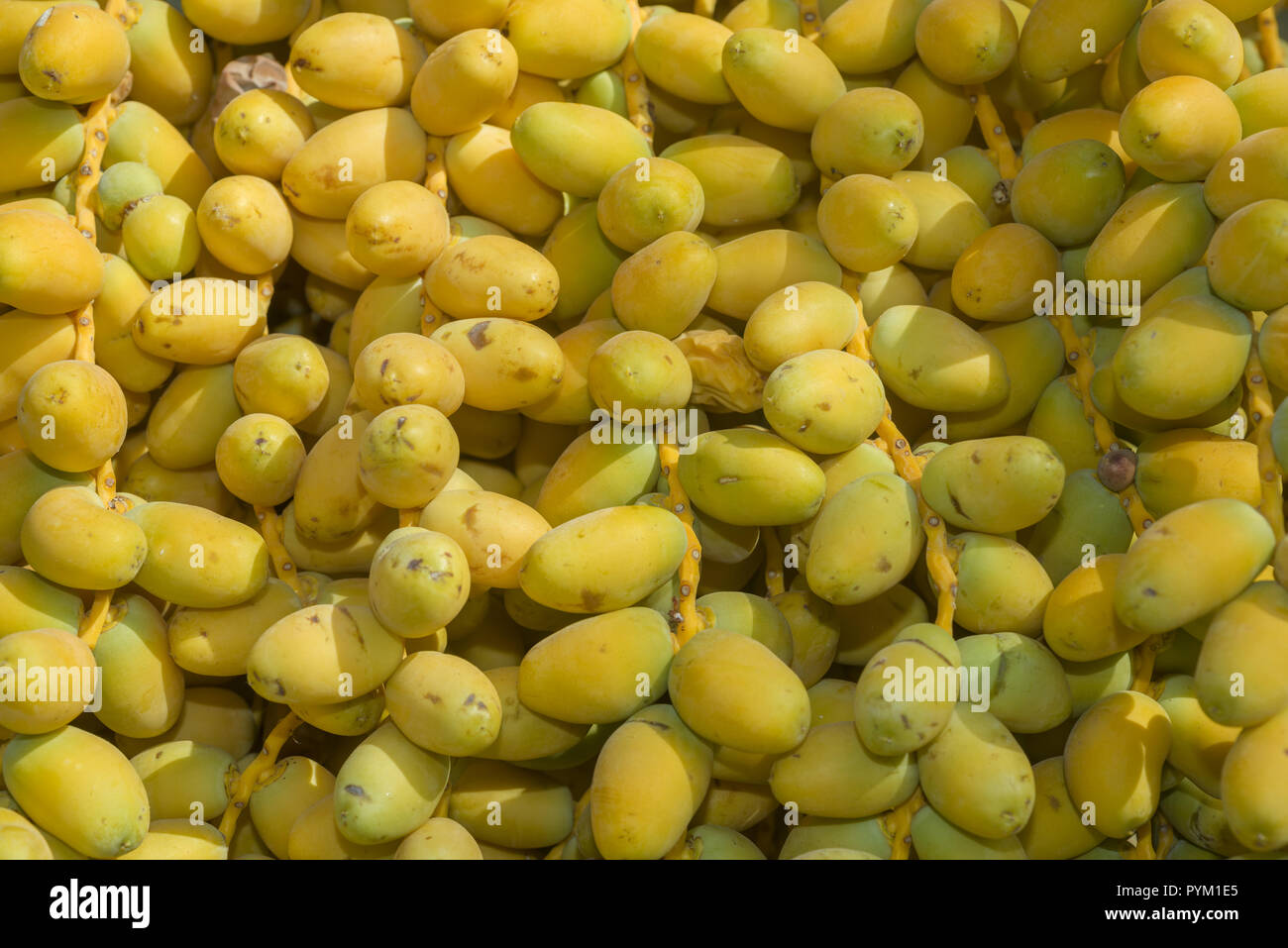 Closeup, Ripe yellow fruits dates on date palm. Background yellow ...