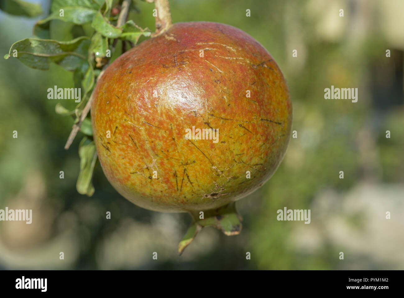 Ripe pomegranate fruit on tree branch. Pomegranate, Punica granatum Stock Photo