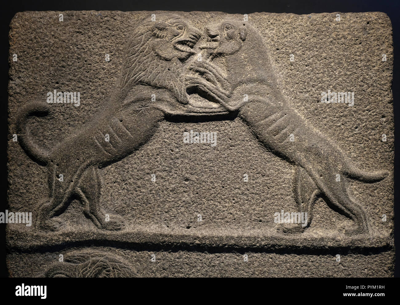 Basalt relief from the Canaanite period depicting a Lion and lioness at play14th century BCE found in Beth Shean displayed at the Archeology Wing in the Israel Museum in West Jerusalem Israel Stock Photo