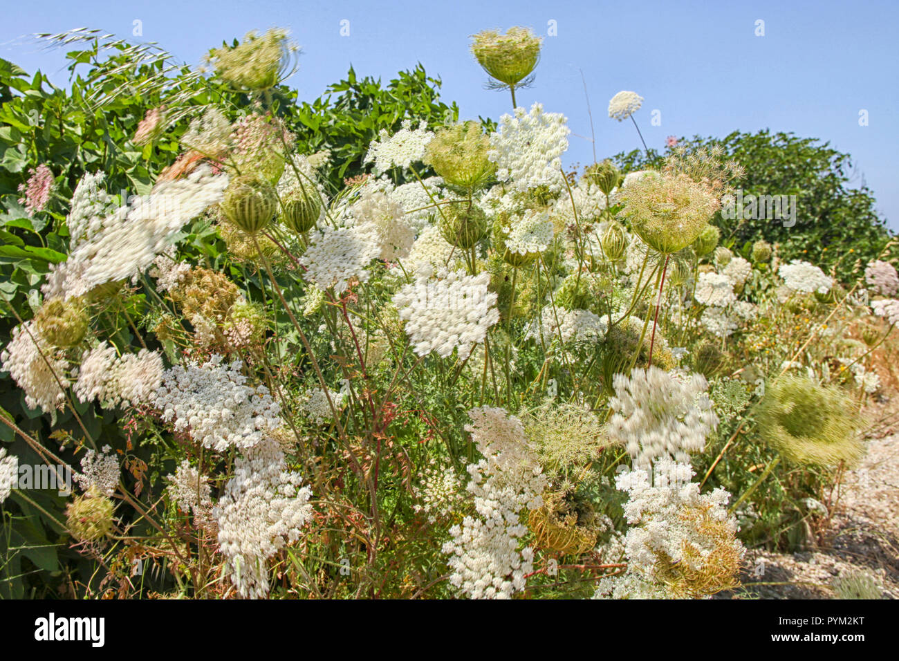 White Flowers Moving In Wind Stock Photo Alamy