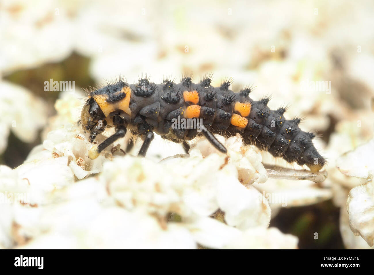7-spot Ladybird larva on flower Stock Photo