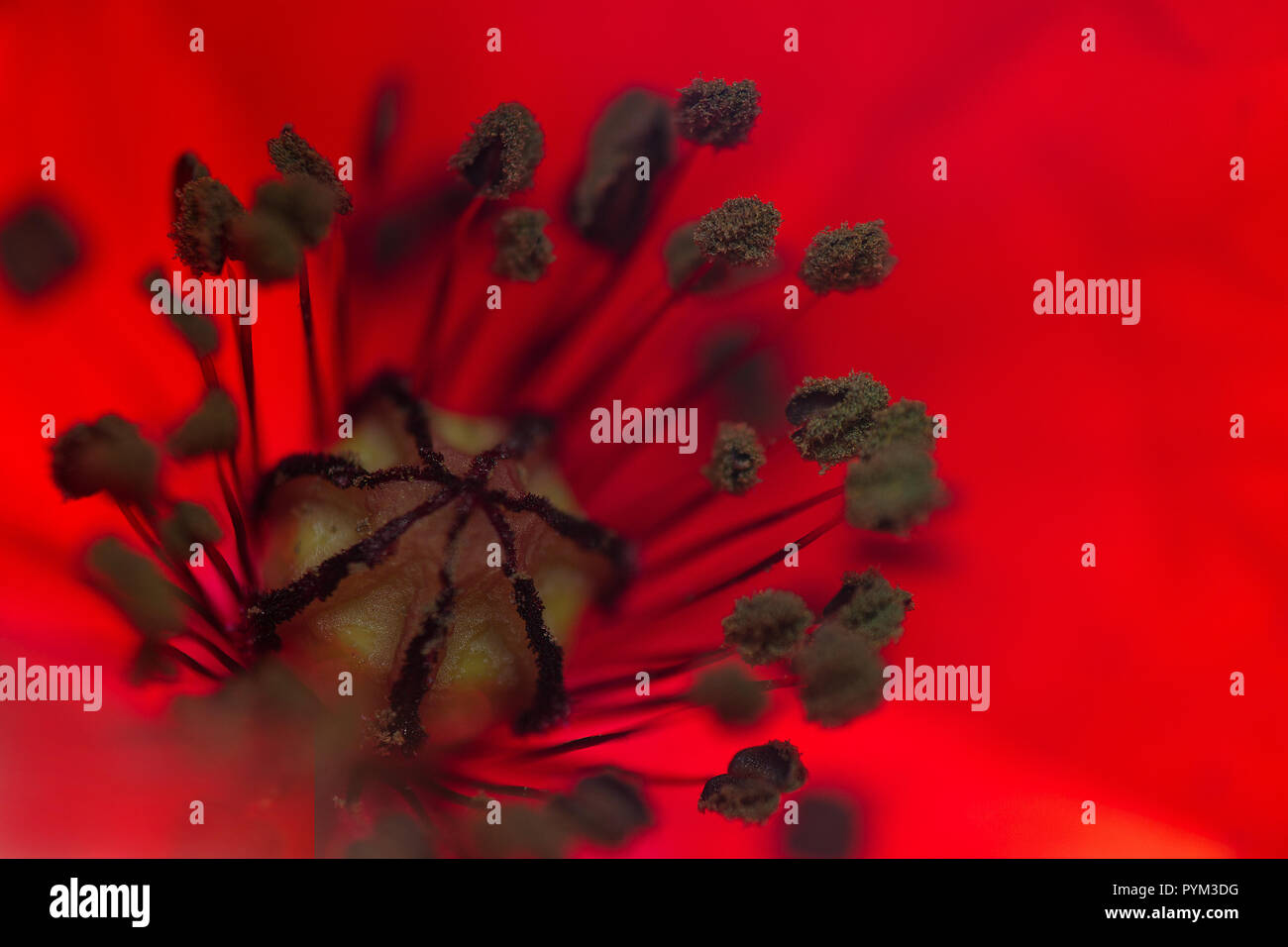 Insect macro photography Stock Photo - Alamy