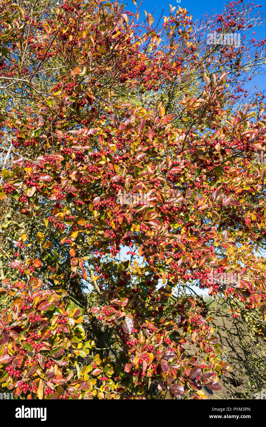 Cockspur thorn in autumn with berries Stock Photo