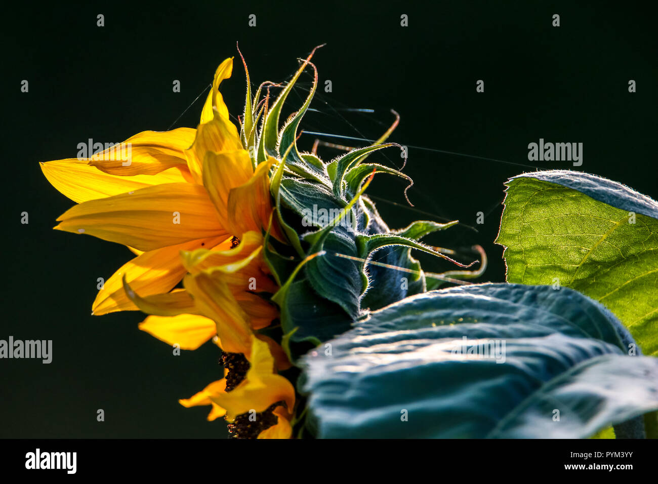 Blooming flowers. Sunflowers on a green grass. Sunflower with spider