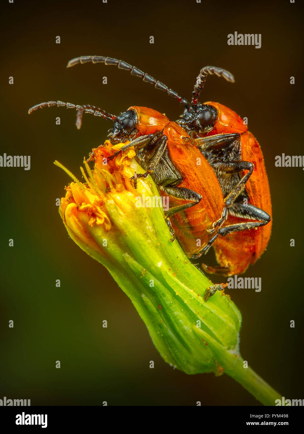 Macro Photo Insect Insect macro photography Stock Photo - Alamy