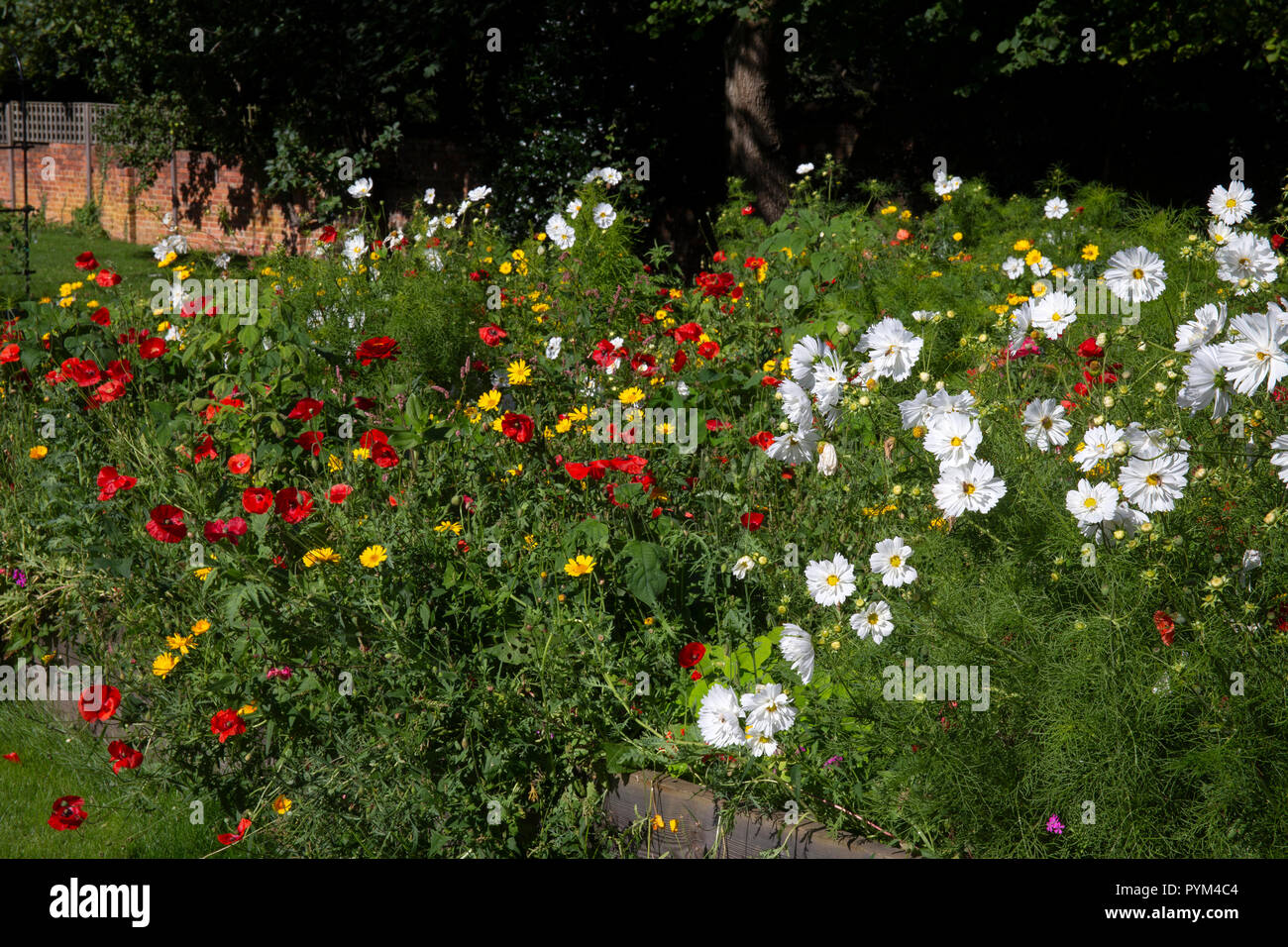 summer flower boarder in English Garden,England,Europe Stock Photo