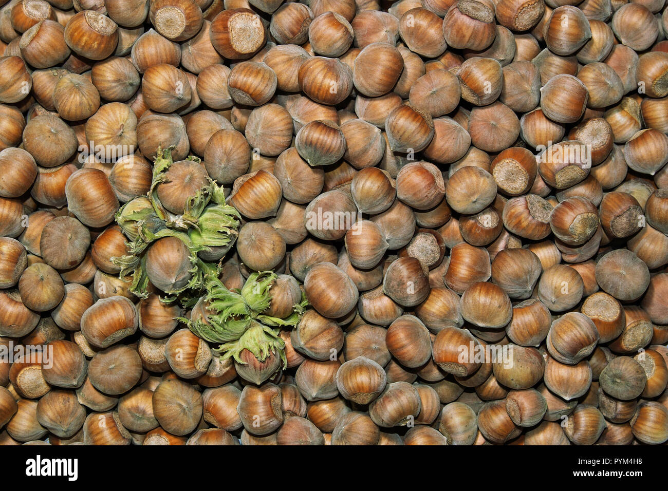 hazelnuts product in central regions of italy Stock Photo Alamy