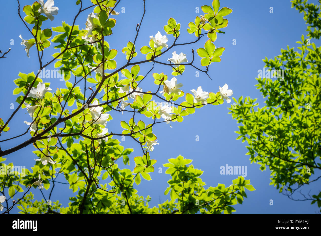 traditional japanese cherry blossoms closeup view, Japan Stock Photo