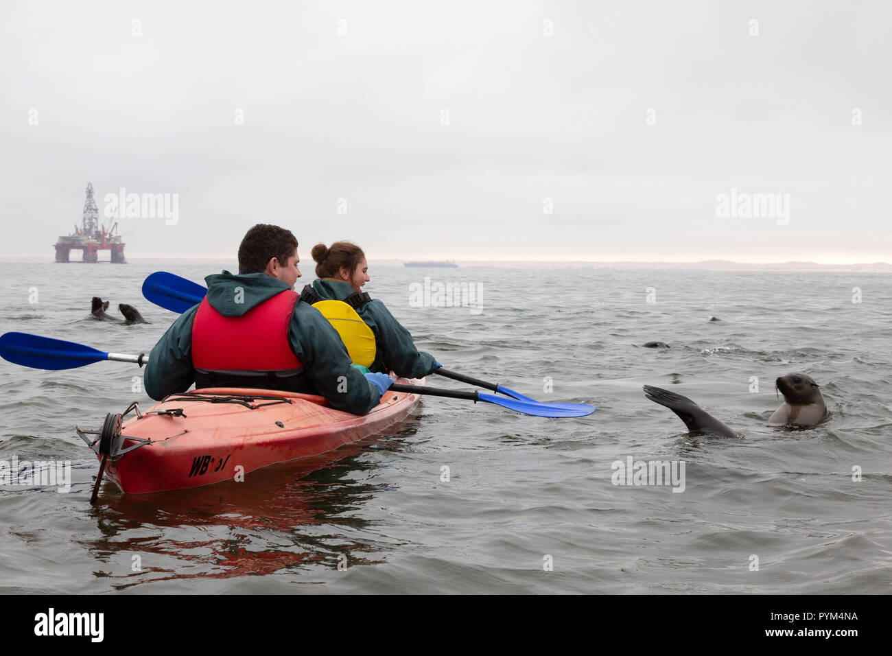 Namibia tourism - a tourist couple paddling a Kayak to see and play with sea lions, Walvis Bay, Namibia, Africa Stock Photo