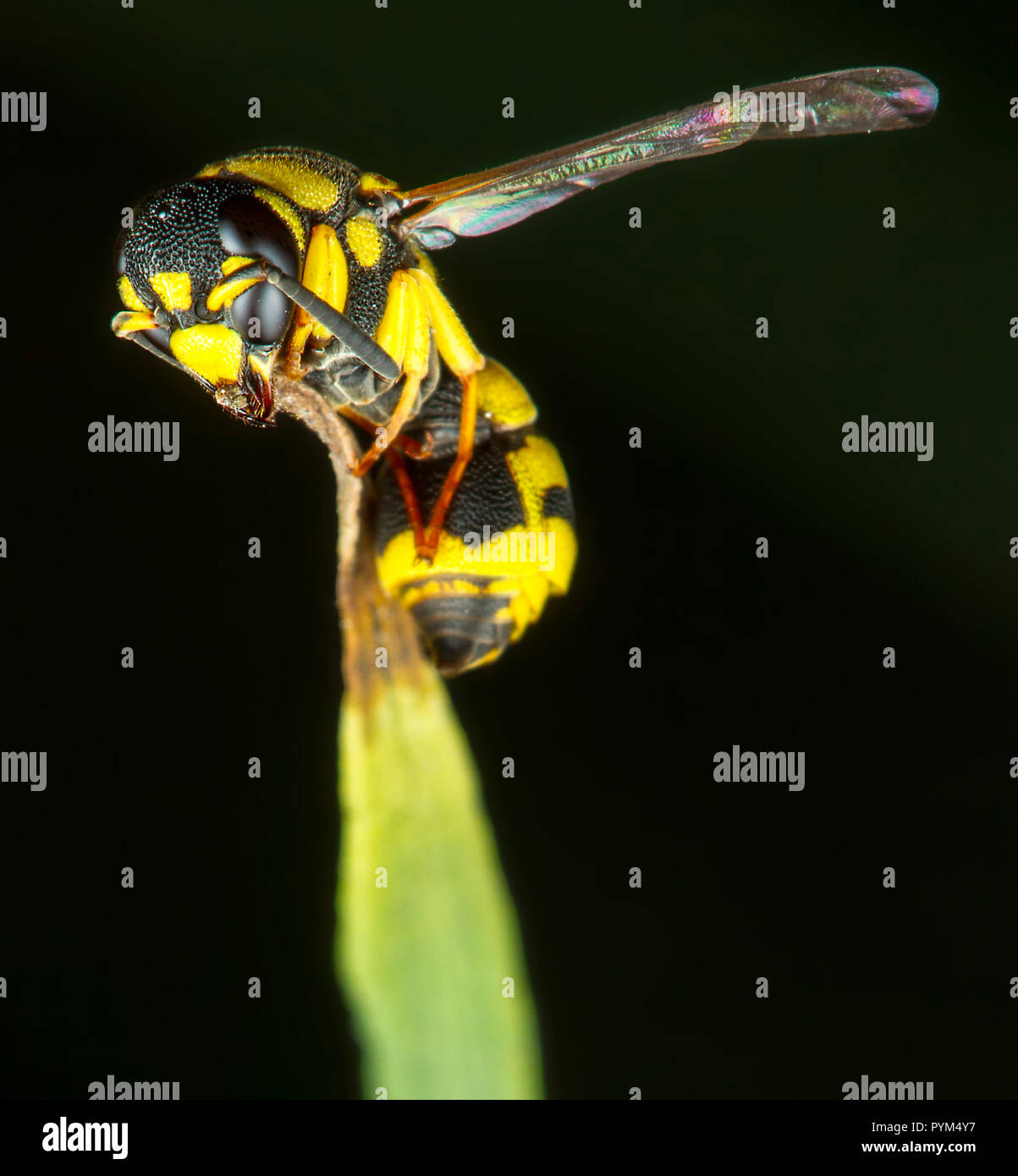 Insect macro photography Stock Photo - Alamy