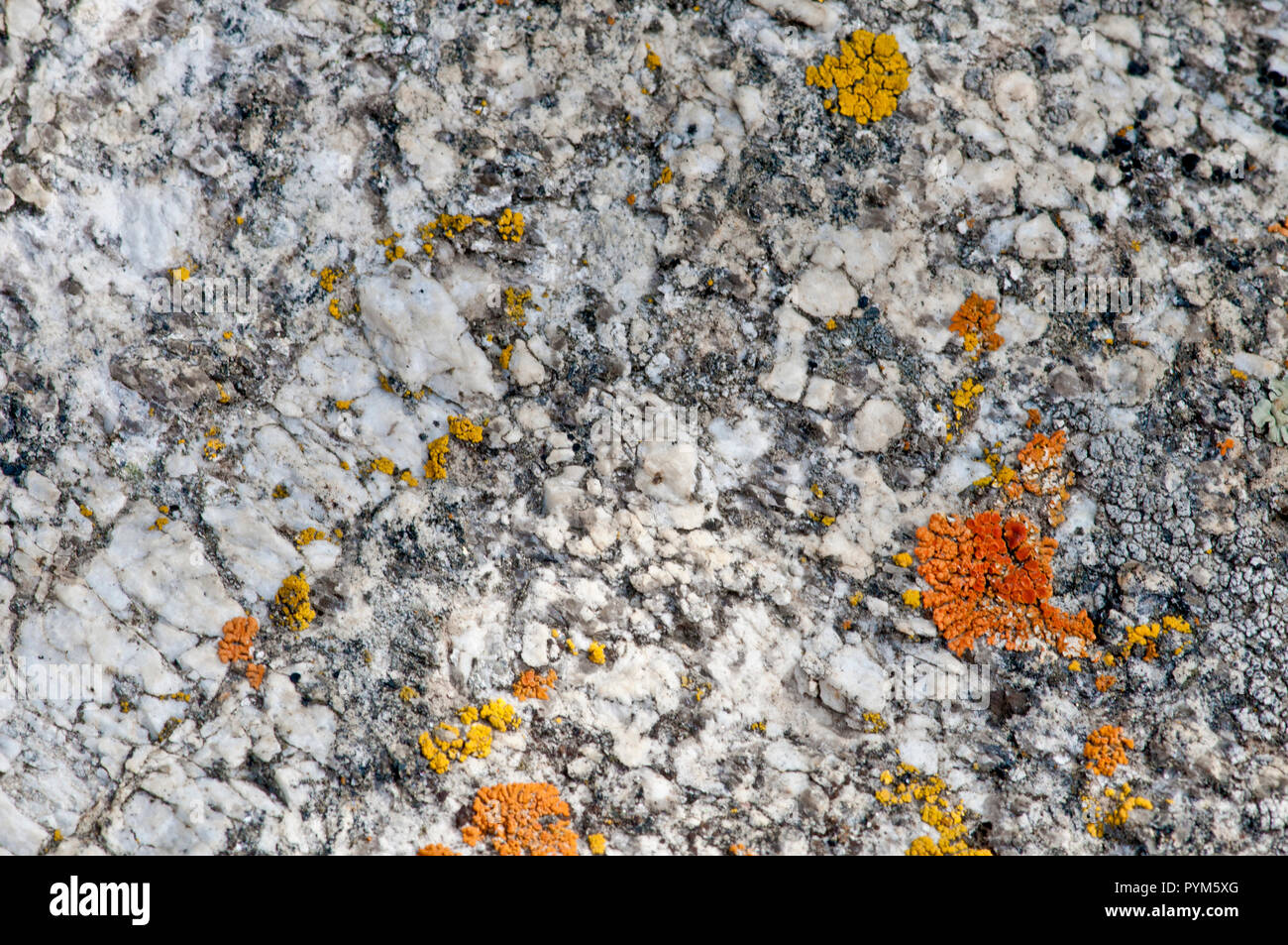 Close-up of Green Creek Complex rock (an assemblage of metamorphic rocks consisting of granite, granitic gneiss [metamorphosed granite] and schist), d Stock Photo