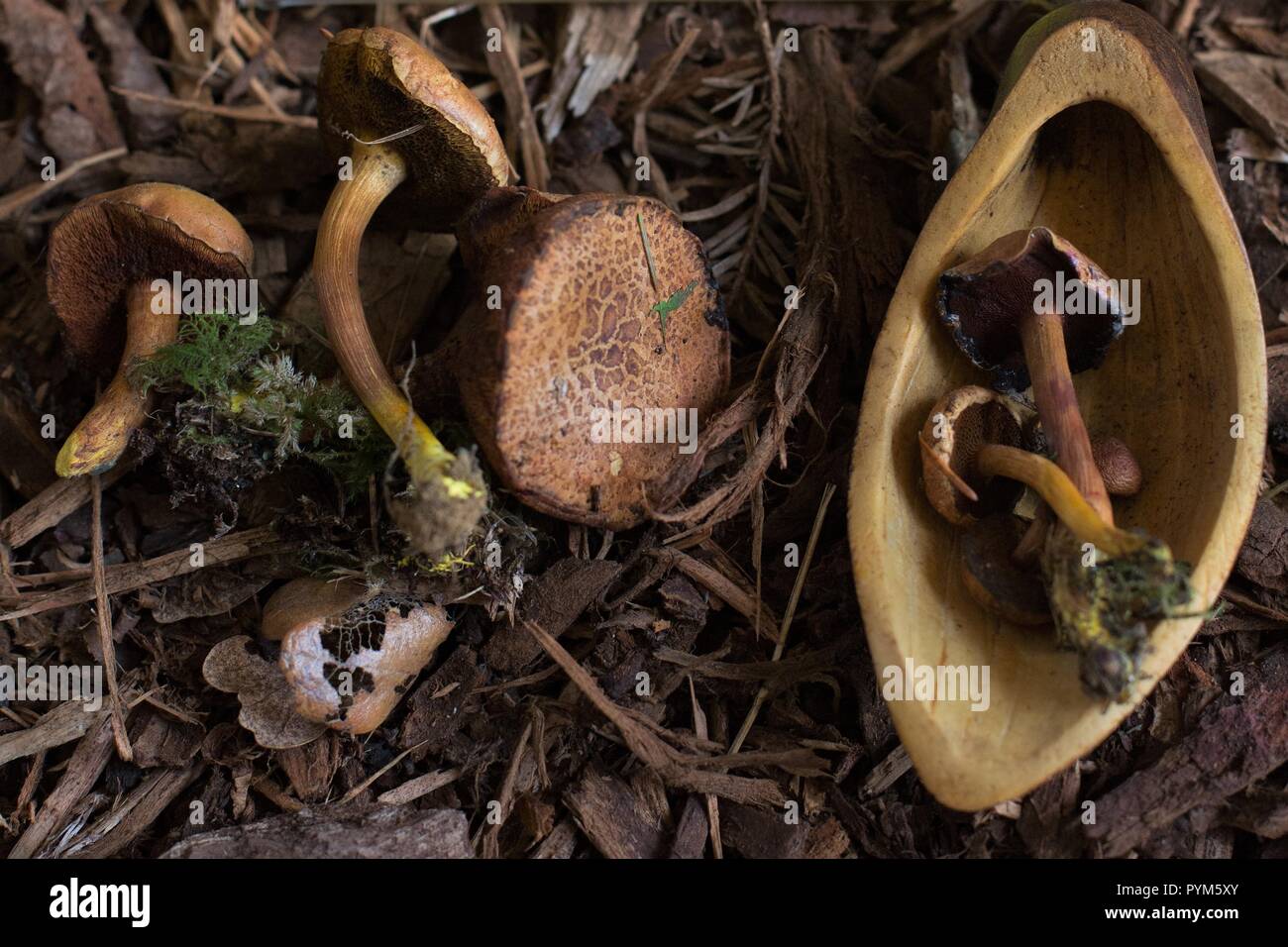 Peppery bolete mushrooms at the Mushroom Festival in Eugene, Oregon