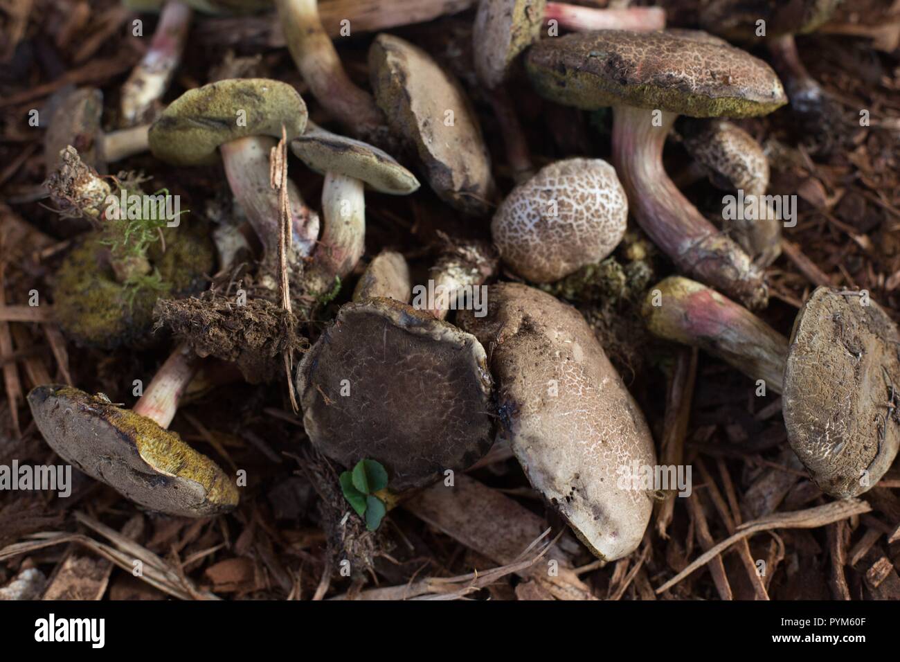 diffractus mushrooms at the Mushroom Festival in Eugene