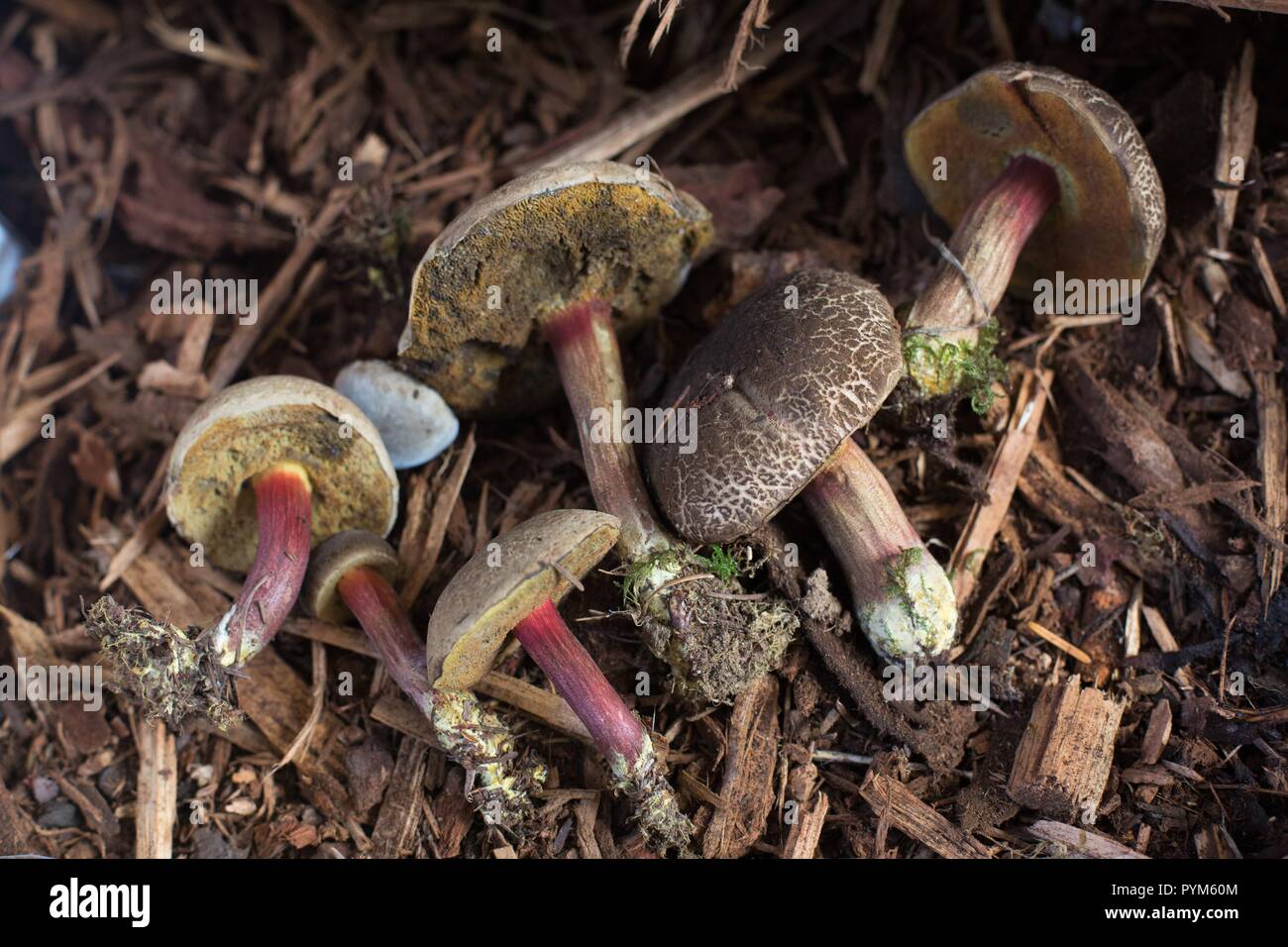 mendocinensis at the Mushroom Festival in Eugene, Oregon