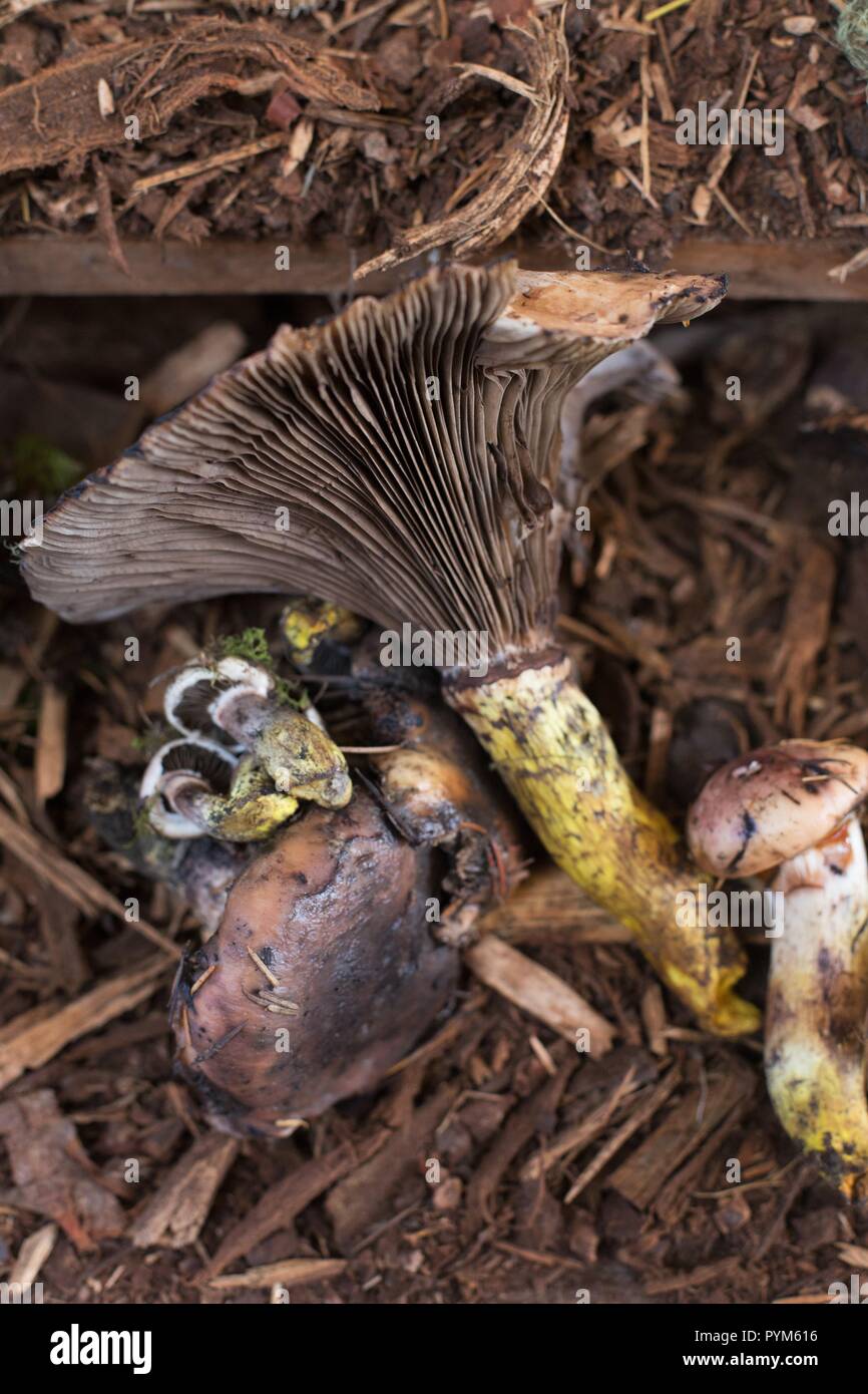 Insidious gomphidius hires stock photography and images Alamy