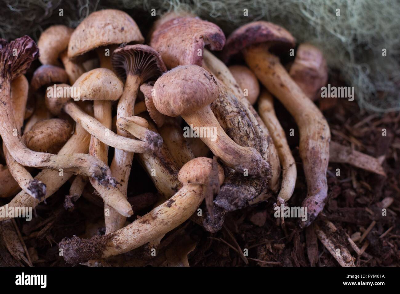 Woolly pine spike mushrooms at the Mushroom Festival in Eugene, Oregon