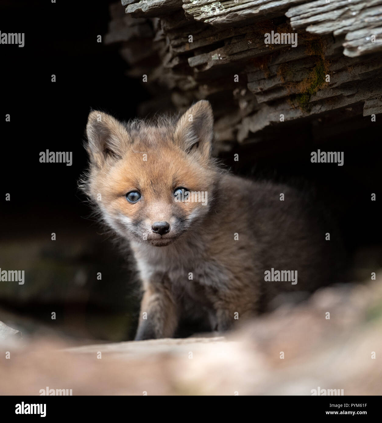 Baby Fox Kit Peeking out of cave Stock Photo