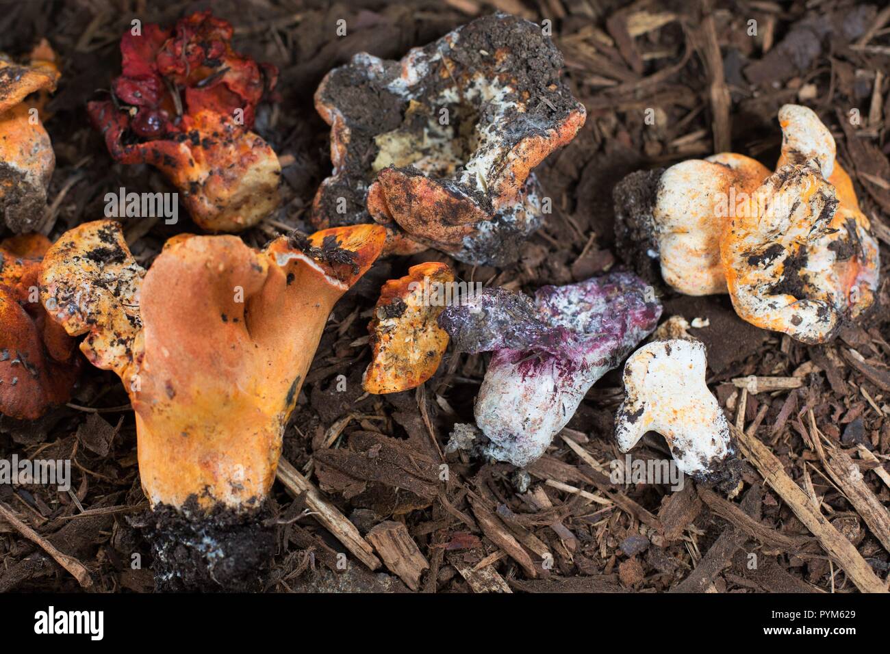 Lobster mushroom at the Mushroom Festival in Eugene, Oregon, USA Stock