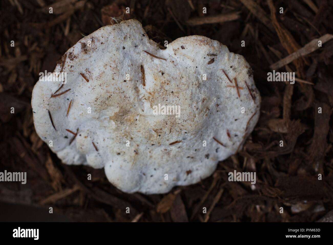 White Cheese Polypore mushroom at the Mushroom Festival in Eugene, Oregon, USA. Stock Photo