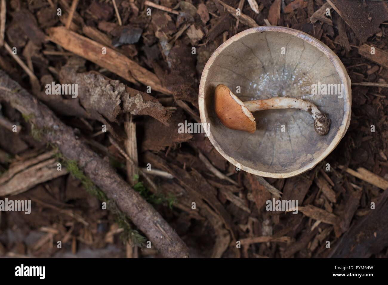 Limacella at the Mushroom Festival in Eugene, Oregon, USA Stock Photo