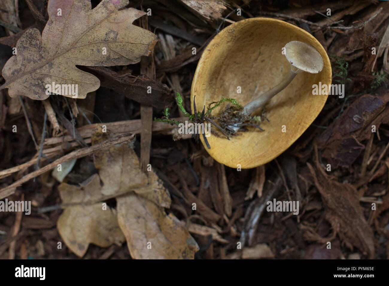 Clubfoot mushroom at the Mushroom Festival in Eugene, Oregon, USA