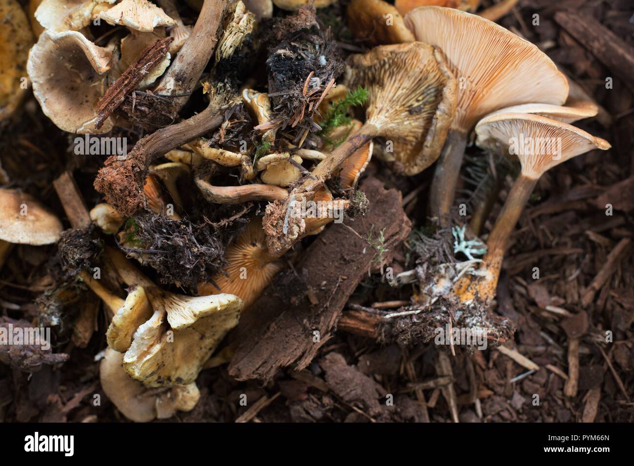 False Chanterelle at the Mushroom Festival in Eugene, Oregon, USA Stock