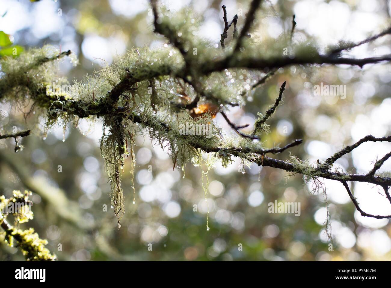 Moss with raindrops hanging from a tree in Oregon, USA. Stock Photo