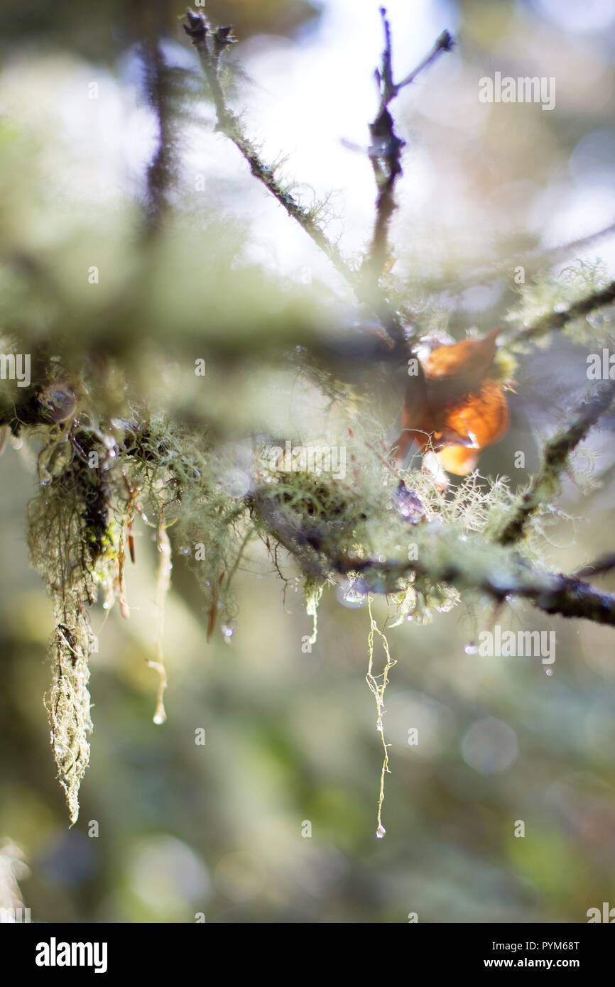 Moss with raindrops hanging from a tree in Oregon, USA. Stock Photo