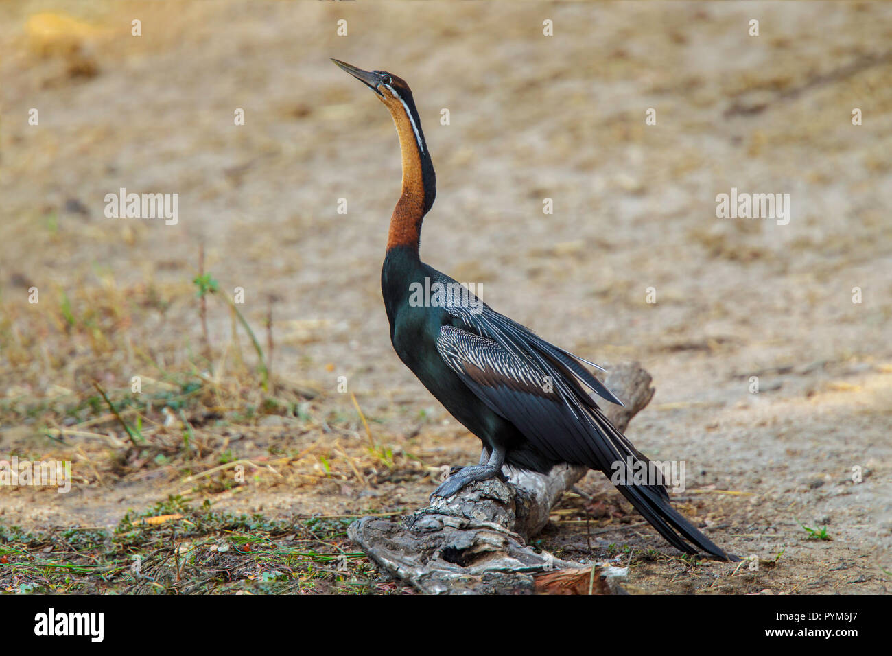 Black and white african bird hi-res stock photography and images - Alamy
