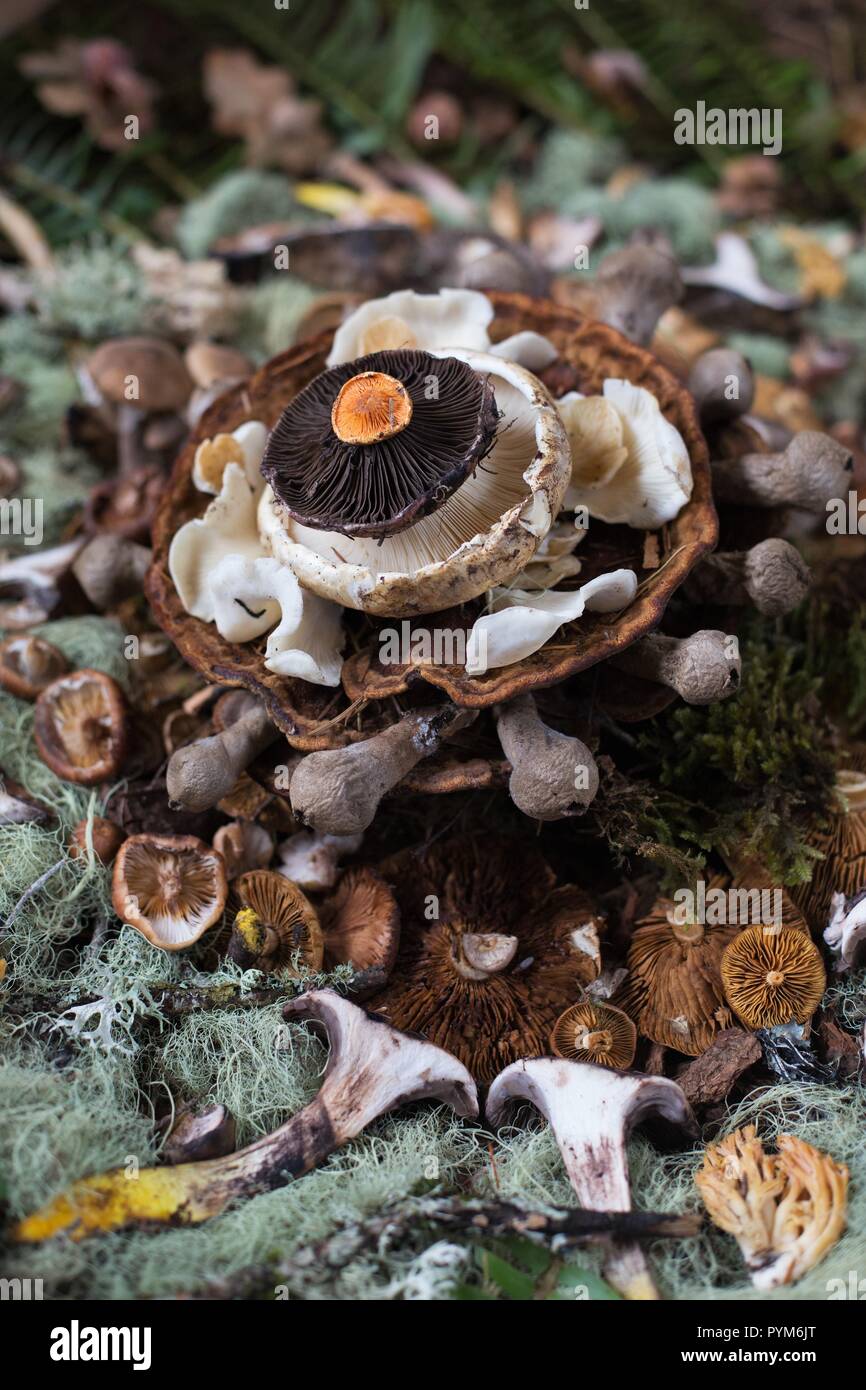 An artistic arrangement made of mushrooms, at the Mushroom Festival in