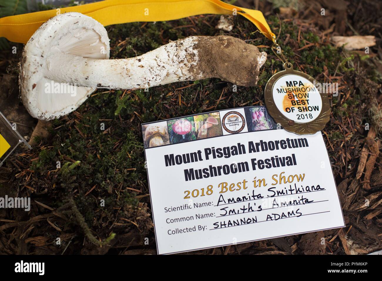 An amanita smithiana mushroom, best in show at the Mushroom Festival in Eugene, OR, USA. Stock Photo