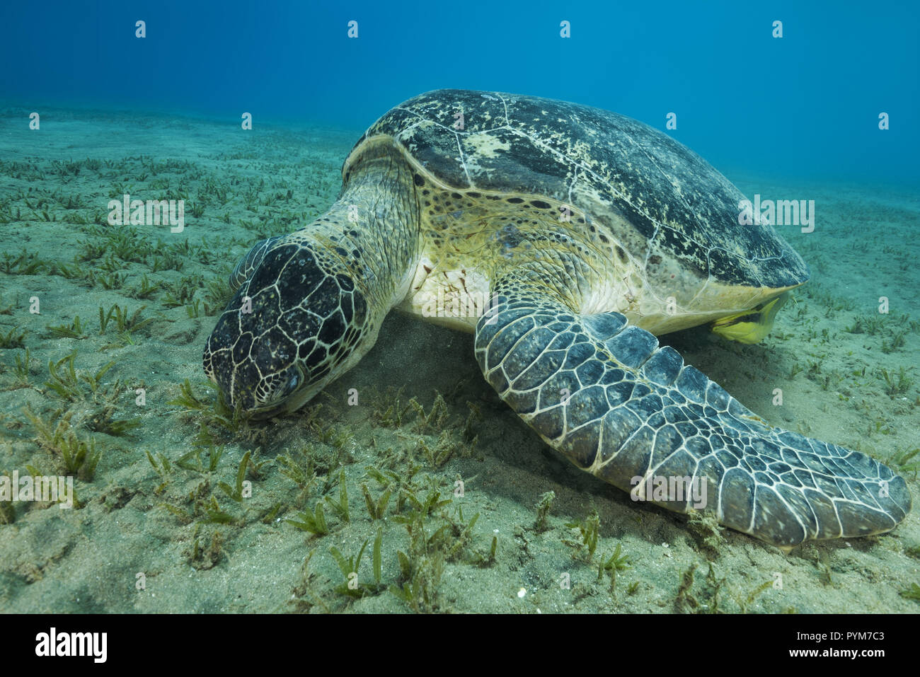 Sea turtle eating algae hires stock photography and images Alamy