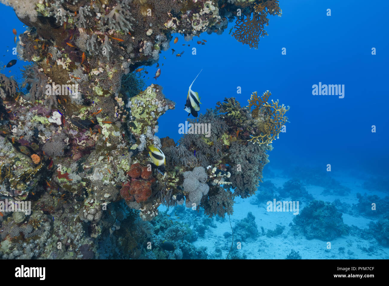 Underwater landscape with beautiful coral reef and pair Red Sea Bannerfish, Heniochus intermedius Stock Photo