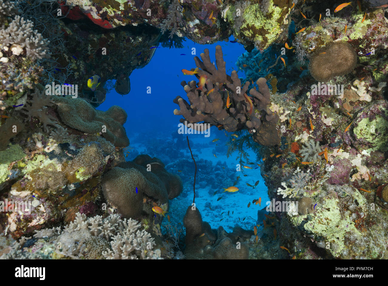 Hole in a beautiful coral reef Stock Photo