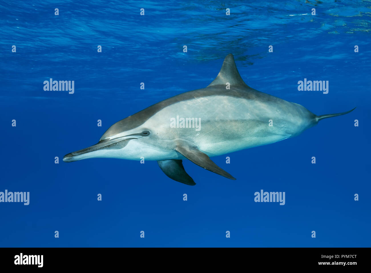 Spinner Dolphin, Stenella longirostris swim in the blue water Stock Photo
