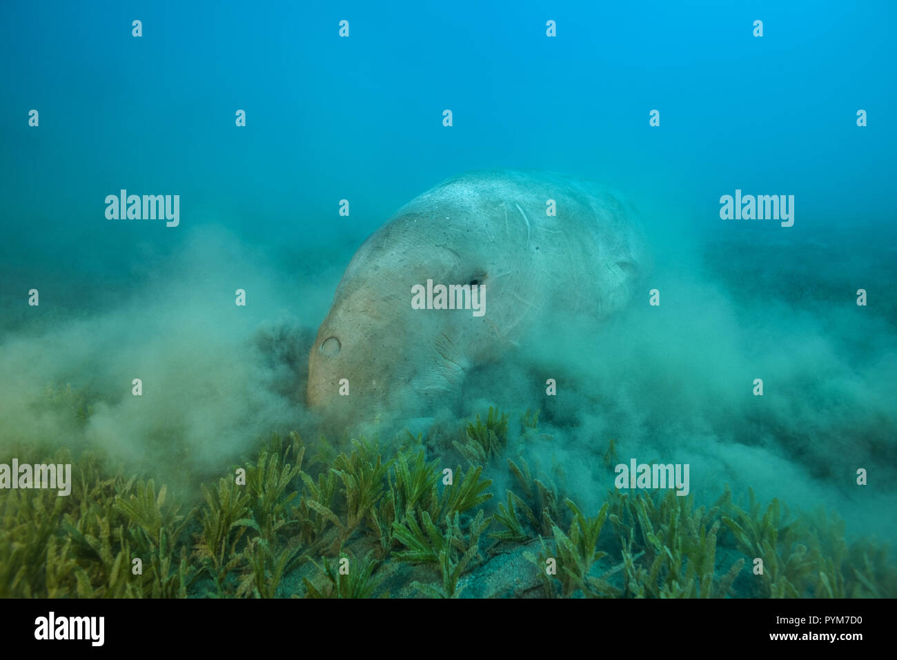 Dugong or Sea Cow, Dugong dugon eating sea grass on sandy bottom Stock