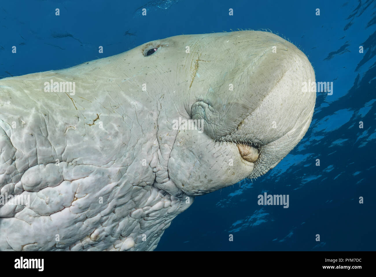 Portrait of  Dugong or Sea Cow, Dugong dugon swim in the blue water under surface Stock Photo