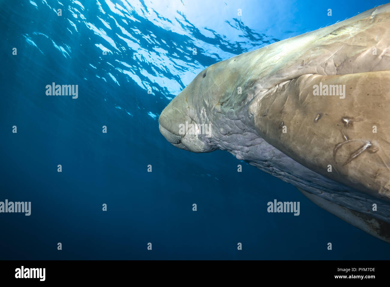Portrait of  Dugong or Sea Cow, Dugong dugon swim in the blue water under surface Stock Photo
