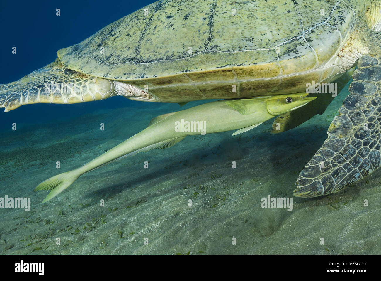 Remora fish, Echeneis naucrates attached below to the turtle-shell Green Sea Turtle, Chelonia mydas and swim with her over sandy bottom Stock Photo