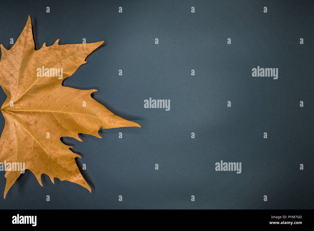 Yellow maple leaf HD wallpapers | Pxfuel