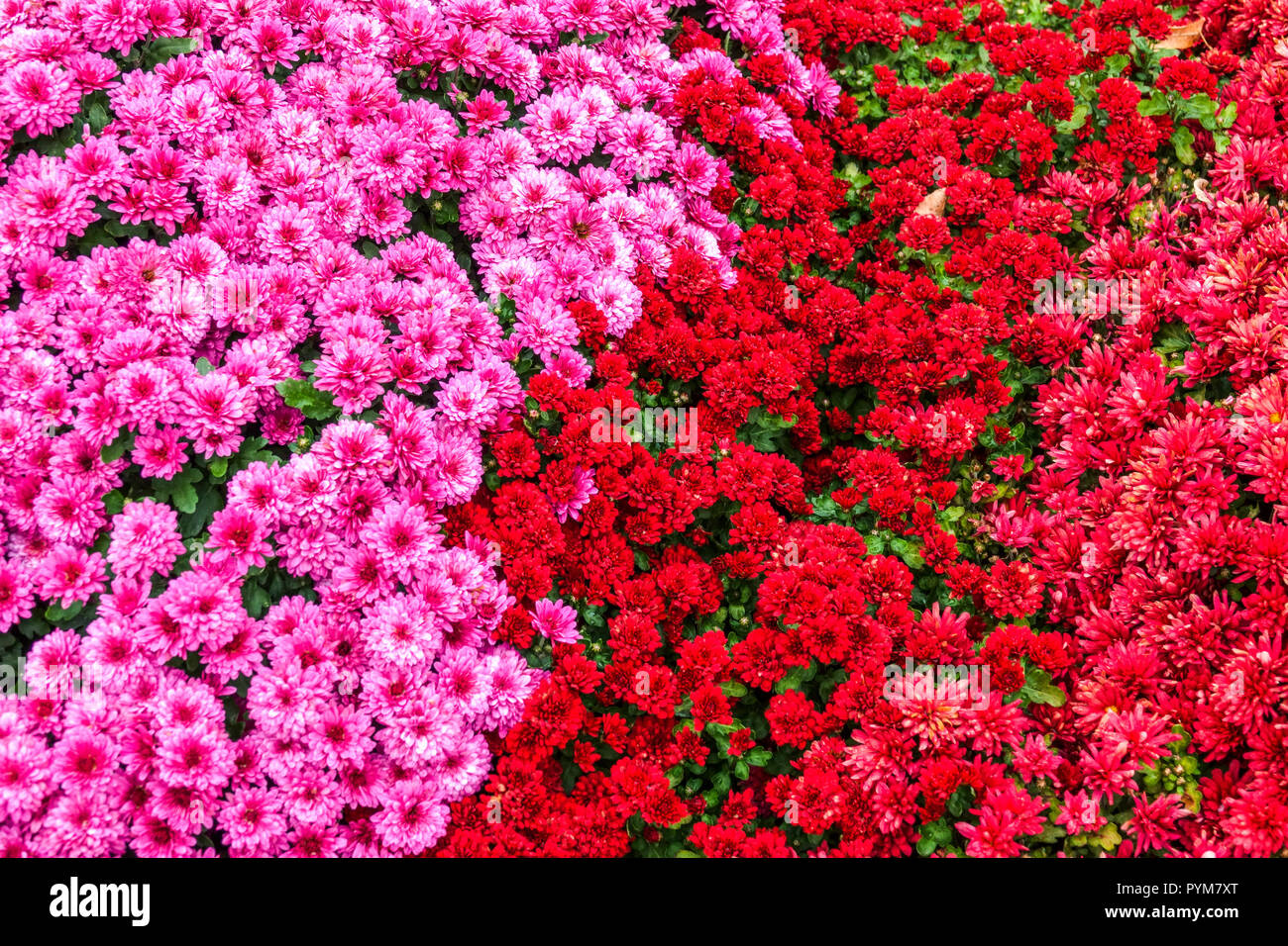 Chrysanthemum, Autumn flowers in garden, contrast and colourful bed