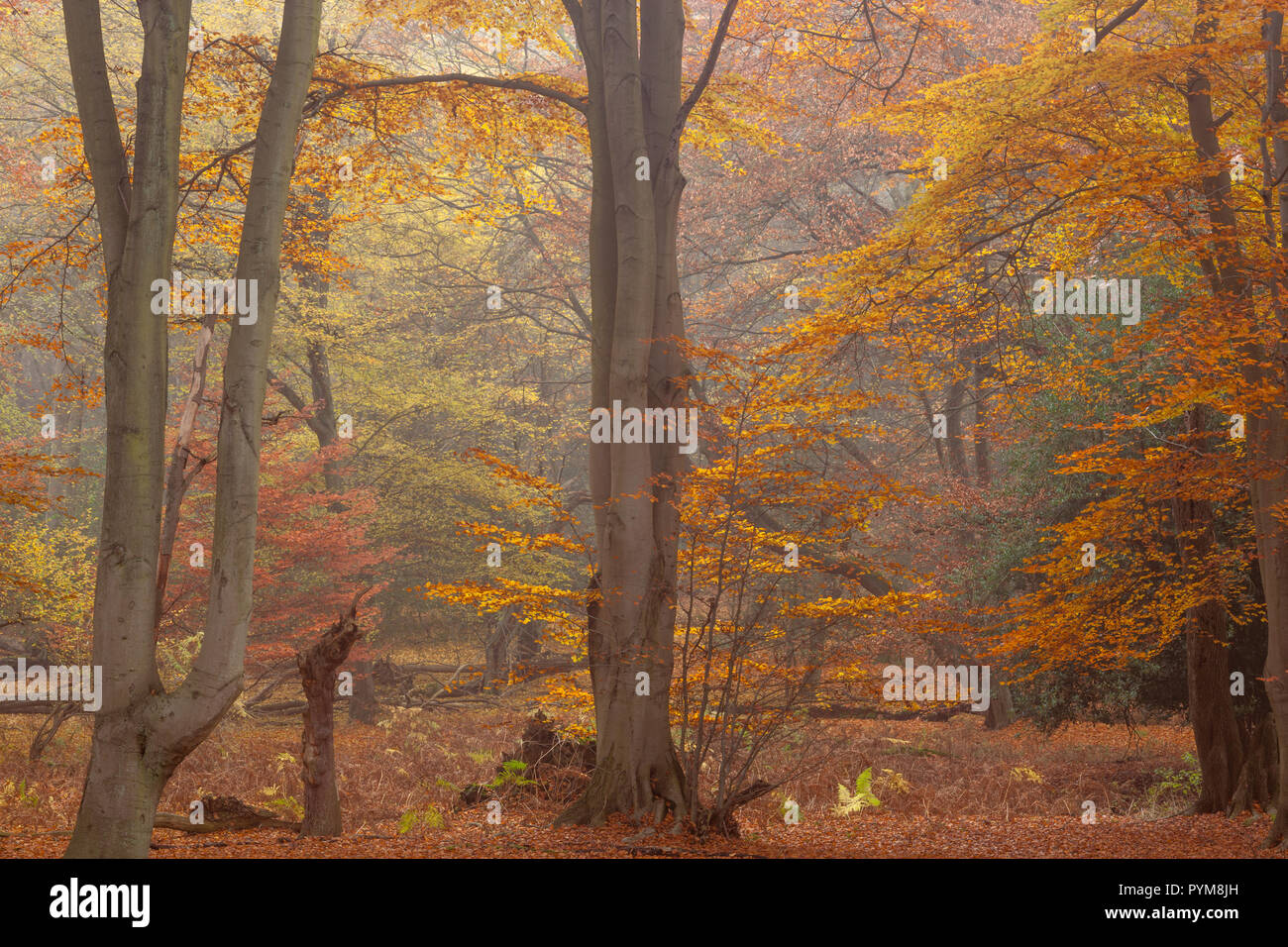 Autumn colours of the woodland in Epping forest, Essex, England. Autumn forest hues of gold yellow bronze brown orange in the trees making the scene. Stock Photo